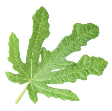 Bir yeşil incir yaprağı beyaza izole edilmiş.