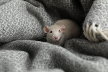 Tatlı küçük fare yumuşak gri battaniyede