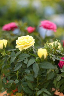 Bahçede büyüyen güzel güller, yakın plan