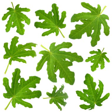 Yeşil incir yaprakları beyaz üzerine izole, set