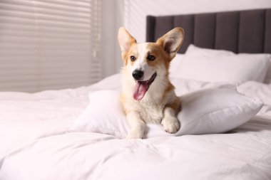 Evcil hayvan dostu otel. Yatağında yastığı olan sevimli bir köpek.