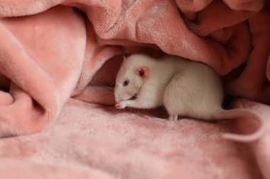 Yumuşak pembe battaniyede şirin küçük bir fare