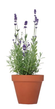 Beyaz tencereye izole edilmiş güzel lavanta bitkisi.