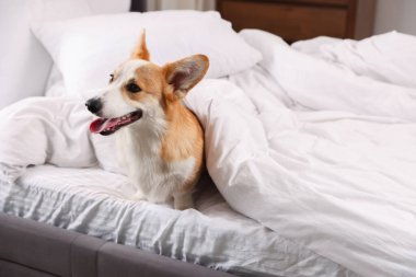 Evcil hayvan dostu otel. Yatakta battaniyeli şirin bir köpek oturuyor.