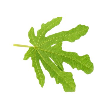 Bir yeşil incir yaprağı beyaza izole edilmiş.