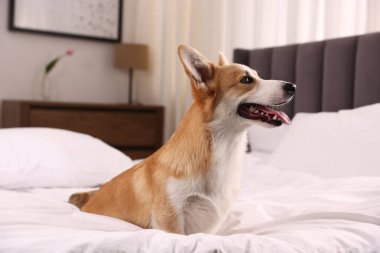 Evcil hayvan dostu otel. Şirin köpek yatağın içinde oturuyor.