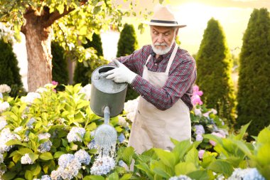 Şapkalı ve önlüklü yaşlı adam bahçedeki güzel çiçekleri teneke kutuyla suluyor.