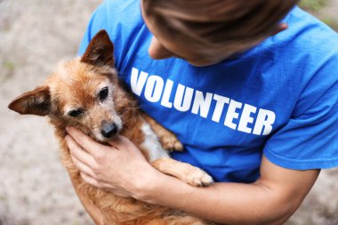 Gönüllü, sevimli sokak köpeğini dışarıda tutuyor, yakın plan.