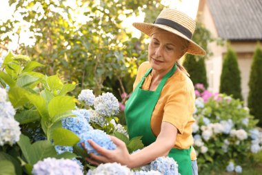 Şapkalı, eldivenli ve önlüklü yaşlı kadın. Bahçesinde çiçekler var.