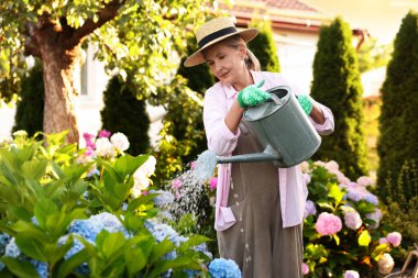 Şapkalı yaşlı kadın bahçedeki güzel çiçekleri teneke kutuyla suluyor.