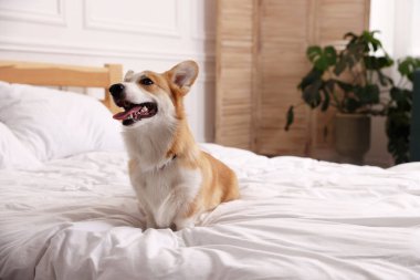 Evcil hayvan dostu otel. Şirin köpek yatakta oturuyor, mesaj için yer var.