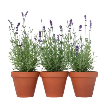 Beyaz tencereye izole edilmiş güzel lavanta bitkisi.