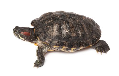 Beyaz zemin üzerinde güzel kaplumbağa (kırmızı kulaklı sürgüleyici)