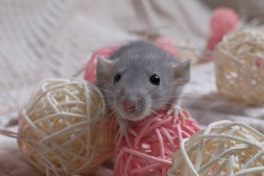 Beyaz kumaşta hasır toplarla oynayan sevimli gri sıçan.