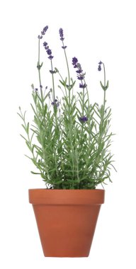 Beyaz tencereye izole edilmiş güzel lavanta bitkisi.