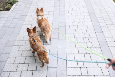 Şirin köpeklerini gezdiren adam, yakın plan. Metin için boşluk
