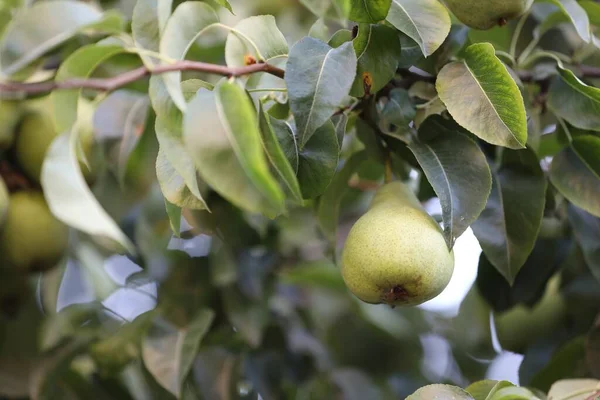 Bahçedeki ağaçta yetişen taze armutlar.