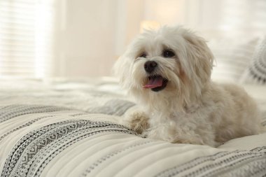 Evdeki yatakta tatlı beyaz Maltese köpeği, mesaj için yer var.