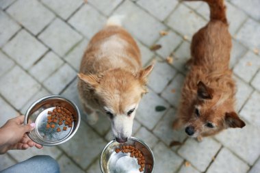 Gönüllü, dışarıdaki sevimli sokak köpeklerini besliyor.