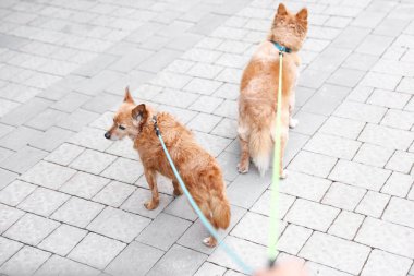Evcil hayvanla yürüyorum. Açık havada tasmalı iki sevimli köpek.