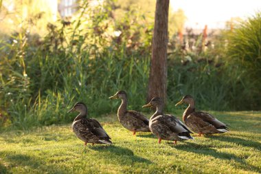 Birçok ördek dışarıda yeşil çimlerde yürüyor.