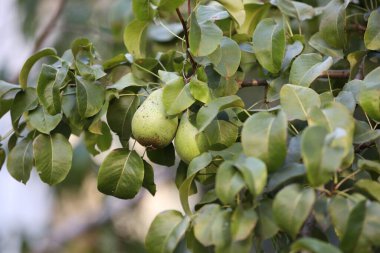 Bahçedeki ağaçta yetişen taze armutlar.