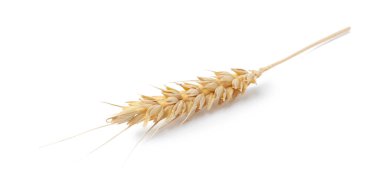 Dry ear of wheat isolated on white