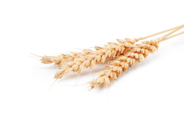 Kuru buğday kulakları beyaza izole edilmiş.