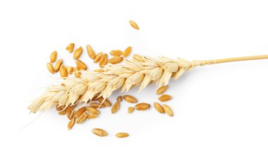 Buğday taneleri ve kuru çiviler beyaza izole edilmiş.