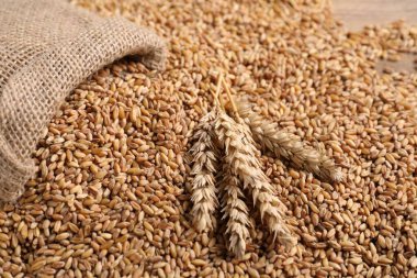 Tahta masada buğday taneleri, çivili kazanlar ve çuval bezi, yakın plan.