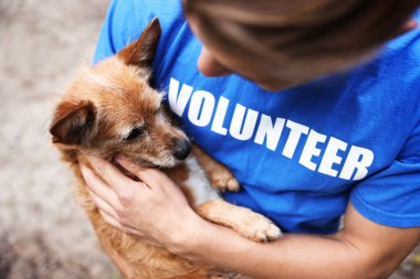 Gönüllü, sevimli sokak köpeğini dışarıda tutuyor, yakın plan.