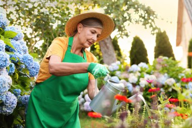 Şapkalı ve önlüklü yaşlı kadın bahçedeki güzel çiçekleri teneke kutuyla suluyor.