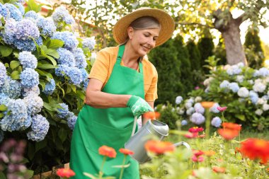 Şapkalı, önlüklü, gülümseyen, bahçedeki güzel çiçekleri sulayan yaşlı bir kadın.
