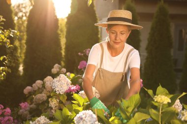 Şapkalı, eldivenli ve önlüklü yaşlı kadın bahçede bitki ve mezhepçilerle çalışıyor.