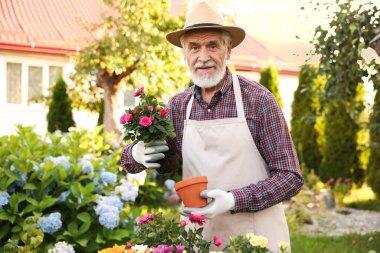 Şapkalı ve önlüklü yaşlı bir adam bahçedeki çömleğe güzel çiçekler naklediyor.