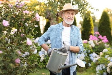 Şapkalı yaşlı adam bahçedeki güzel çiçekleri teneke kutuyla suluyor.