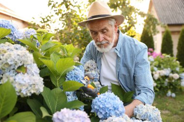 Elderly man in hat working with secateurs in garden
