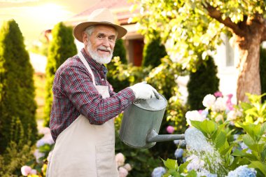 Şapkalı ve önlüklü yaşlı adam bahçedeki güzel çiçekleri teneke kutuyla suluyor.