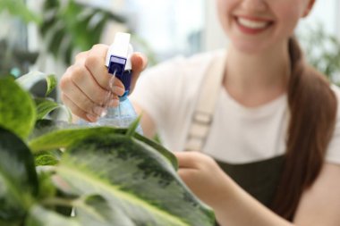 Genç bir kadın, güzel çiçekleri kapalı mekandaki şişelerden su püskürtüyor.