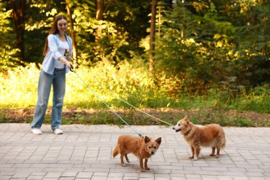 Şirin köpeklerini gezdiren, seçici odaklı genç bir kadın.