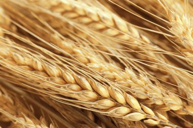 Buğdaydan altın kulaklar. Çok sivri uçlu, yakın plan.