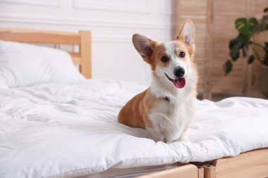 Evcil hayvan dostu otel. Şirin köpek yatağın içinde oturuyor.