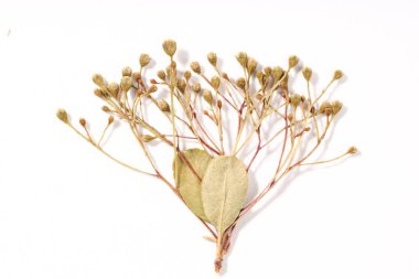 Beyaz arka planda güzel kuru çiçekler, üst manzara