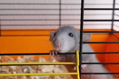 Şirin açık gri fare kaçış kafesi, yakın plan.