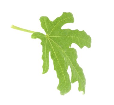 İncir yaprağı bembeyaz.