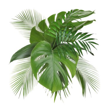 Beyaz arkaplana karşı güzel bir kompozisyonda dizilmiş tropik ağaçların yeşil yaprakları