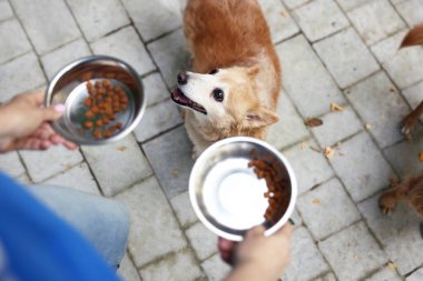 Gönüllü, dışarıdaki sevimli sokak köpeklerini besliyor.