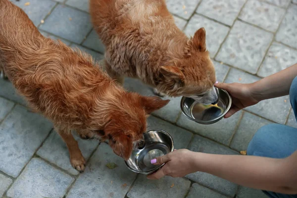 Gönüllü, sevimli sokak köpeklerini besliyor, yakın plan.