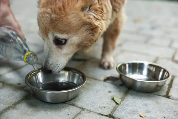 Gönüllü olarak bardağa su dolduruyor. Dışarıdaki sevimli sokak köpeği için, yakın plan.