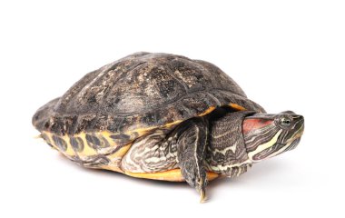 Beyaz zemin üzerinde güzel kaplumbağa (kırmızı kulaklı sürgüleyici)